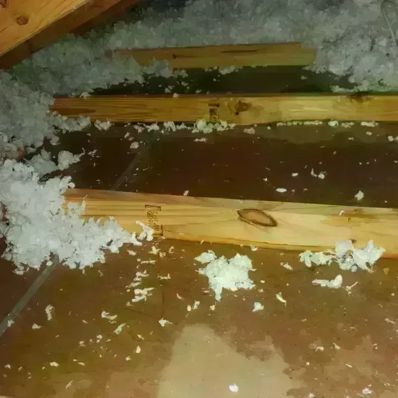 Attic Water Damage in Scott County, IA