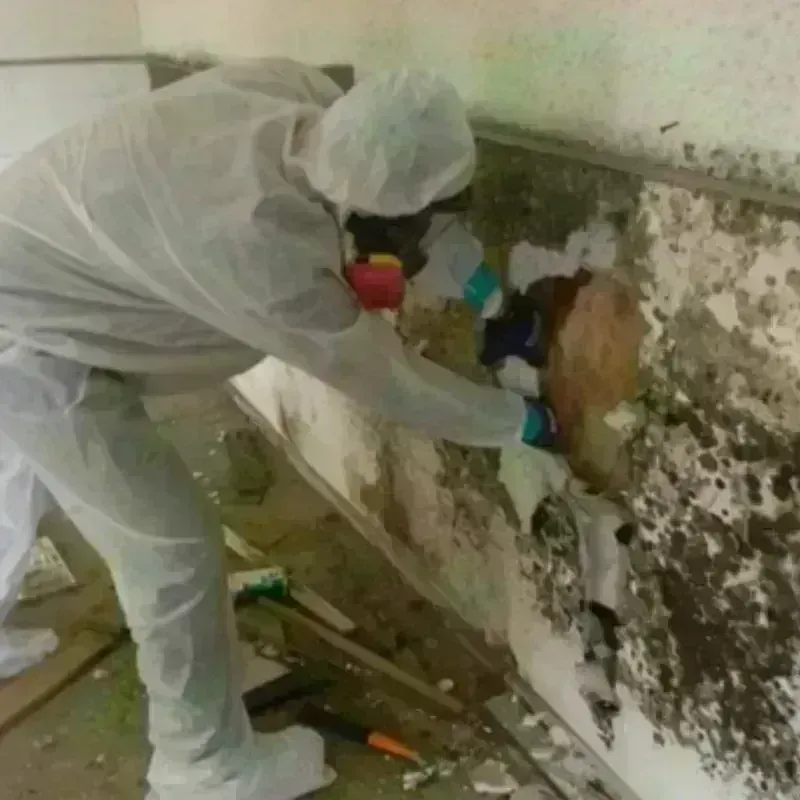 Mold Remediation and Removal in Scott County, IA